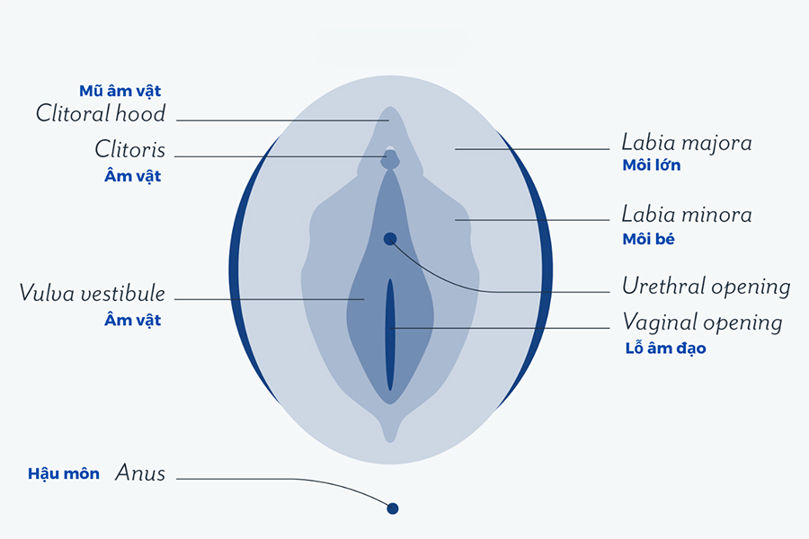 Cấu tạo và chức năng của môi bé