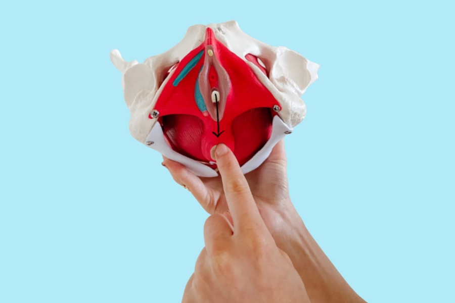 tầng sinh môn là gì