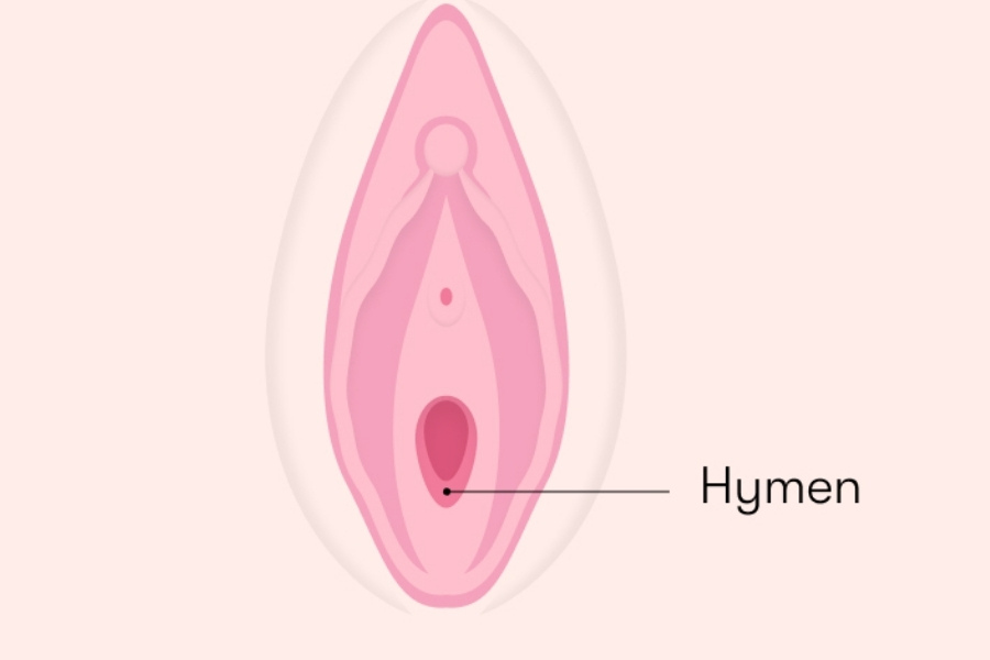 Màng trinh nằm ngay cửa vào âm đạo, rất mỏng và có 1 hay nhiều lỗ để kinh nguyệt thoát ra