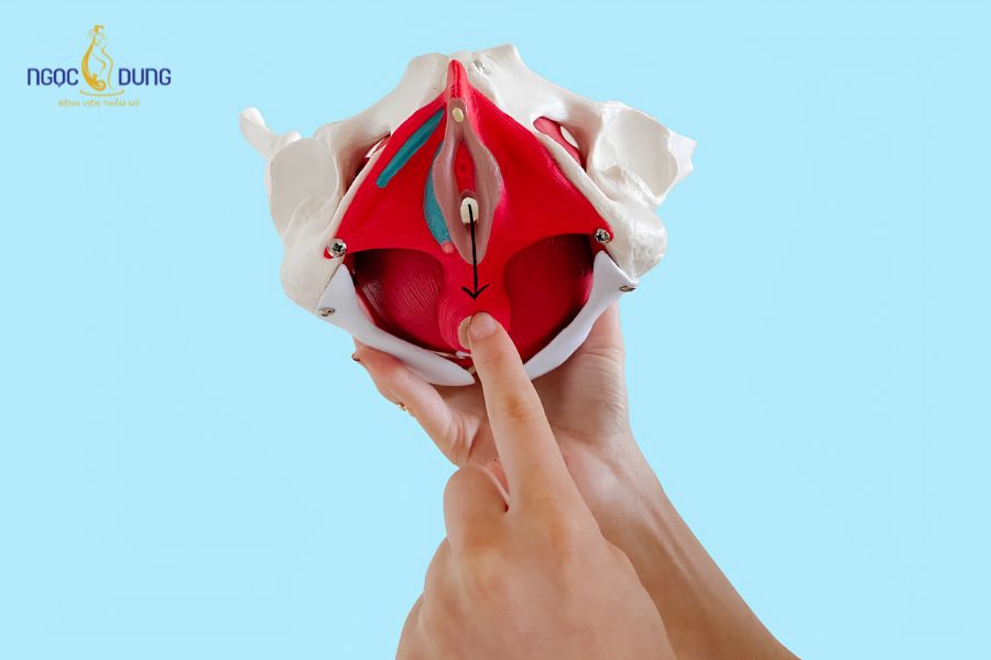 Thu nhỏ tầng sinh môn: Lợi ích, quy trình cần biết 8 Cấu trúc vùng mô tầng sinh môn nằm giữa âm đạo và hậu môn