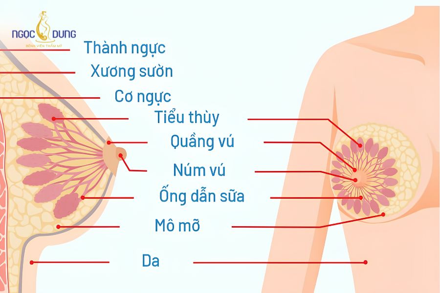 Thu nhỏ quầng vú: Bảng giá, quy trình và lưu ý an toàn 12 Sơ đồ cấu trúc giải phẫu minh bạch vị trí da quầng vú độc lập với tuyến vú