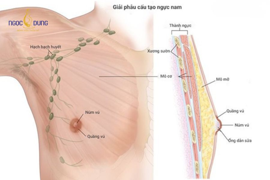 Nâng ngực cho nam giới: Giải pháp vóc dáng nam tính hơn 12 Cấu trúc thành ngực nam giới có lớp cơ dày và ít mô mỡ dưới da so với nữ giới