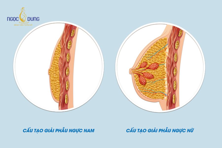 Nâng ngực cho người chuyển giới: Quy trình và lưu ý 9 Sự khác biệt về mô ngực và cấu trúc giải phẫu giữa nam và nữ ảnh hưởng trực tiếp đến phác đồ nâng ngực