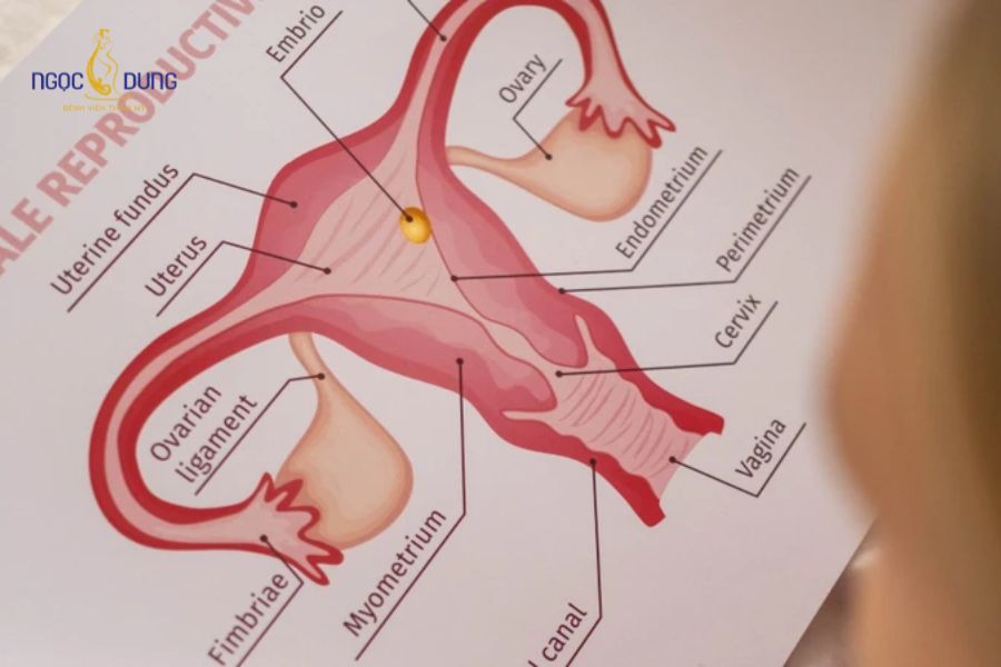Cảm giác khi chạm vào màng trinh như thế nào? Giải đáp 8 Màng trinh là lớp mô mỏng dễ tổn thương khi chịu tác động lực thô bạo hoặc móng tay sắc nhọn