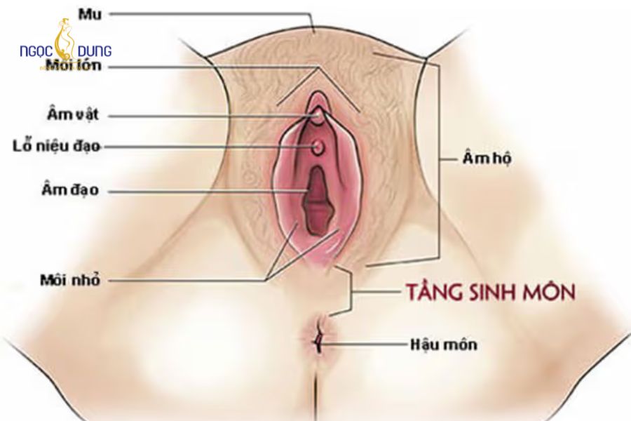 Mô hạt tầng sinh môn là gì? Nguyên nhân và cách xử lý 10 Tầng sinh môn nâng đỡ bàng quang, tử cung và hỗ trợ mở đường cho thai nhi khi chuyển dạ